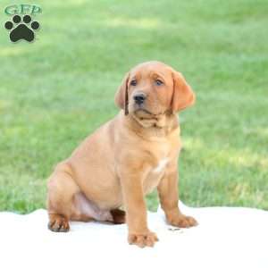 Domino, Fox Red Labrador Retriever Puppy